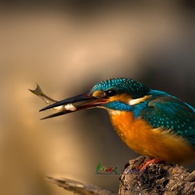 （报道贴）呆版  小翠