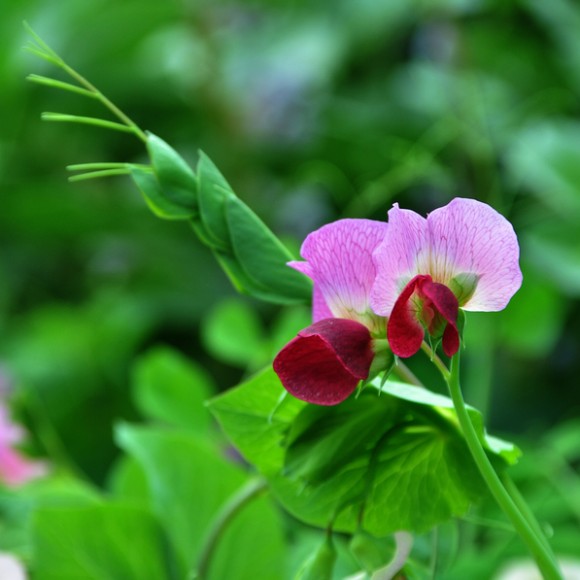 汉中红寺湖、汉山观赏油菜花