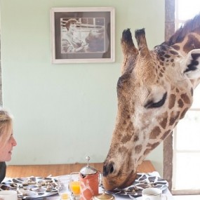 萌鹿，和我一起吃早餐吧