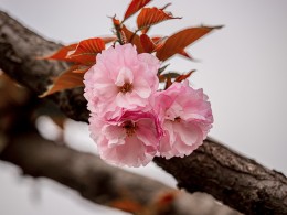 但见樱花恋旧枝