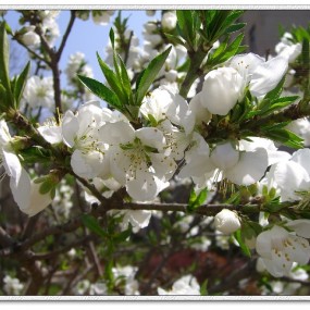 大学时代的回忆——校园里的花