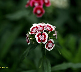 0513世园会公园外拍 5d2-2035L-50L-135L