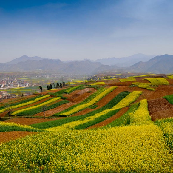 蓝田玉山油菜花开
