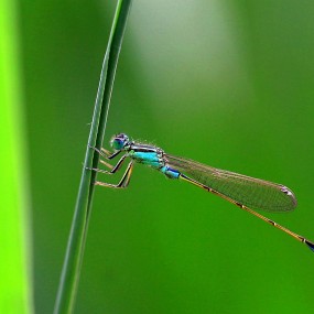 豆娘的幸福生活