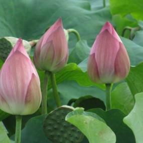 荷花   卡片机拍的也晒晒