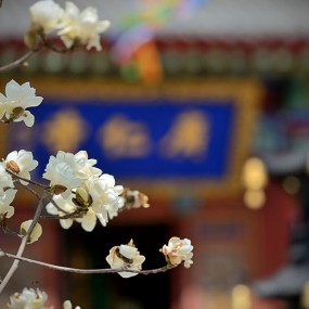 春来了。。。一组花卉分享