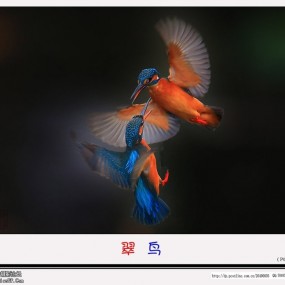 翠鸟_航海王基德