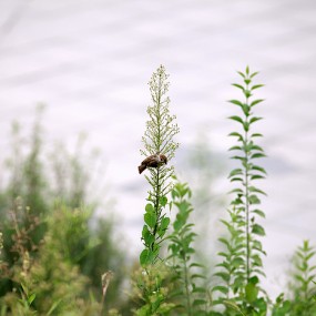 今天天气不错，去浐灞了。