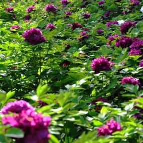 交大娇艳欲滴的牡丹惹人爱