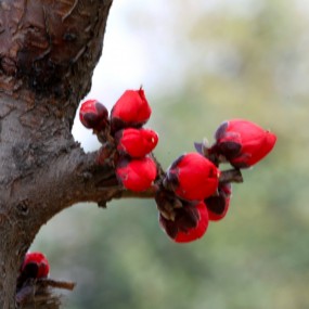 小花随拍（2015）