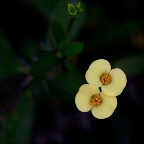 香清淡雅----虎刺梅