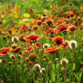 广角拍了一片花