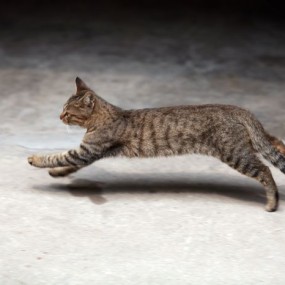 135L 试装动植物篇