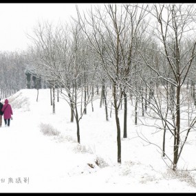 行走在白鹿雪原