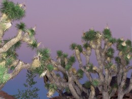 Delaney Allen 风光摄影作品