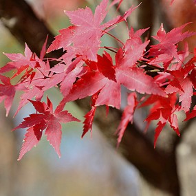 秋色宜人。万像更新2012.11.16