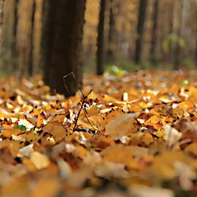 新人作业  请指正。