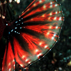 蓝碧海底微距世界（四）