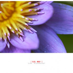 很早前拍的，差点都忘了，好像是荷花