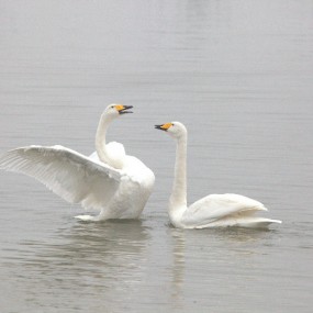 三门峡天鹅
