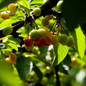 兰田的樱桃熟了