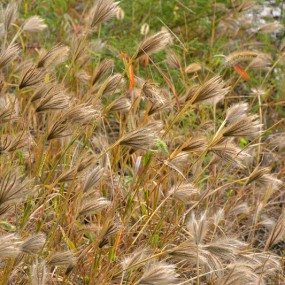 杜陵一日游（博物馆--瓦当）