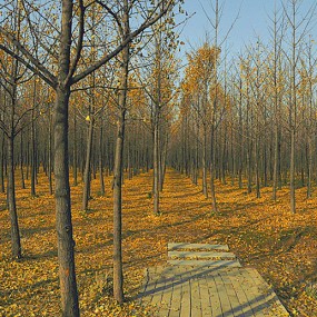 汉阳陵的银杏林