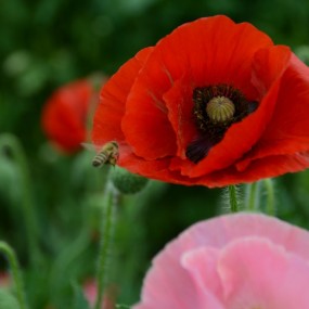 大明宫里的虞美人