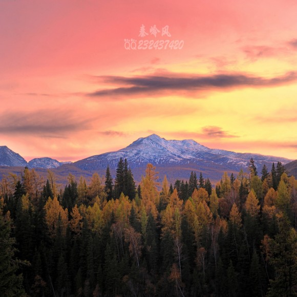 我的喀纳斯秋色