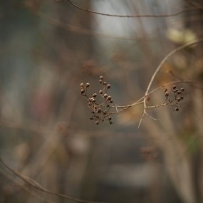网站升级了，发一下今天在兴庆公园拍的片子。