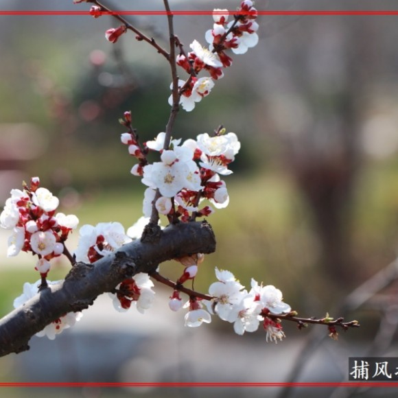 把相机埋在春天里