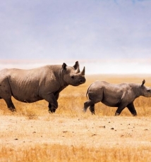 animal温情野性动物