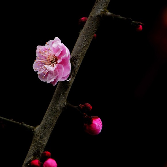 雨后红梅