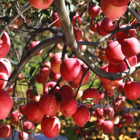 龙乡苹果和柿子