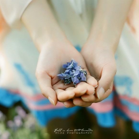 薰衣草庄园飞过的白鸽