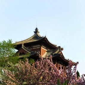 青龙寺里樱花妍