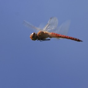 好似空中预警机