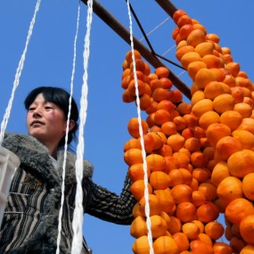 富平挂柿饼——去年拍的
