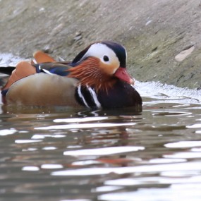 老袁习作；‘鸳鸯戏水天鹅伴’