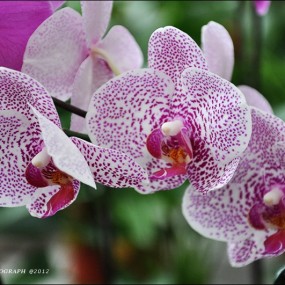 西部兰花生态园