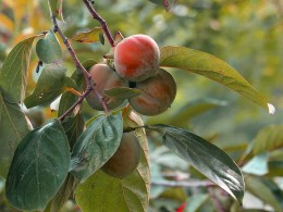 岁岁年年柿柿红