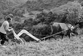 犁地的老汉犁地的牛