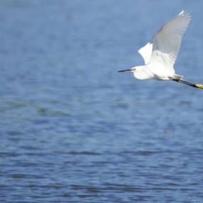 海南三亚市白鹭公园掠影