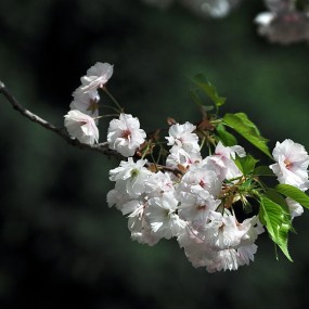 看到朋友们拍得真好，我受累今天也去了一趟。