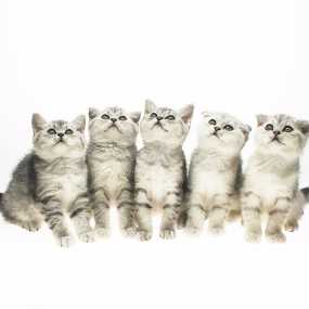 五虎上将初长成