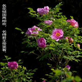 国色天香牡丹花