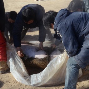 农村杀猪——少数民族朋友误入