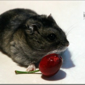 谁动了我的樱桃？