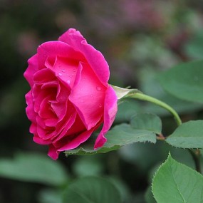 蔷薇科的姊妹花——月季花和蔷薇花