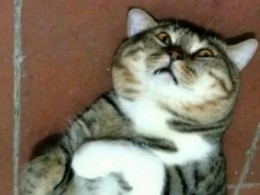 小奶猫这种神奇物种，千万不能多吸，要不然...